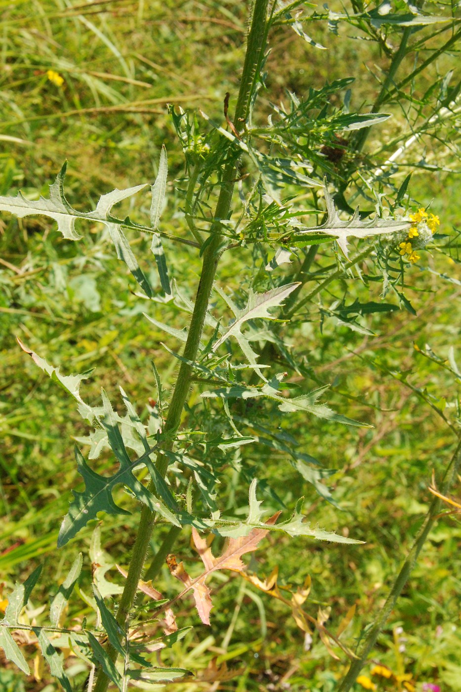 Image of Sisymbrium loeselii specimen.