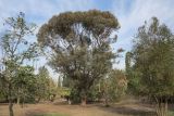 Eucalyptus spathulata