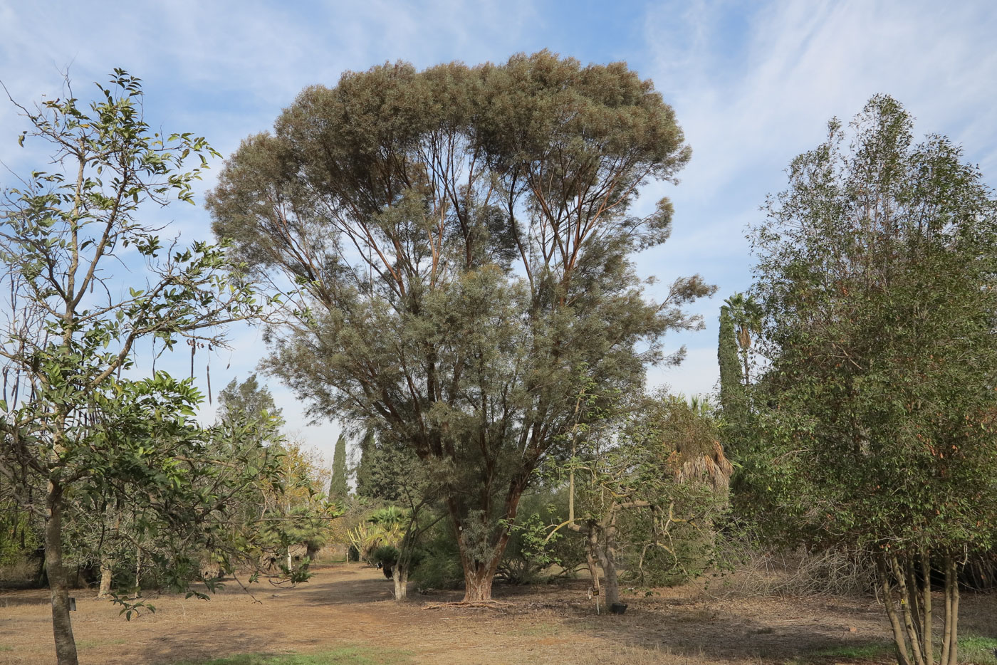 Изображение особи Eucalyptus spathulata.