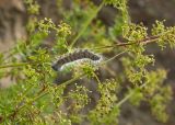 Galium mollugo
