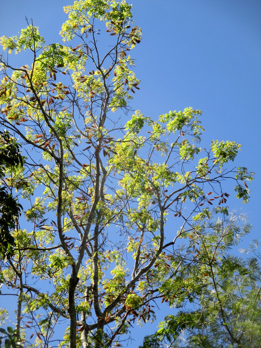 Изображение особи Acrocarpus fraxinifolius.