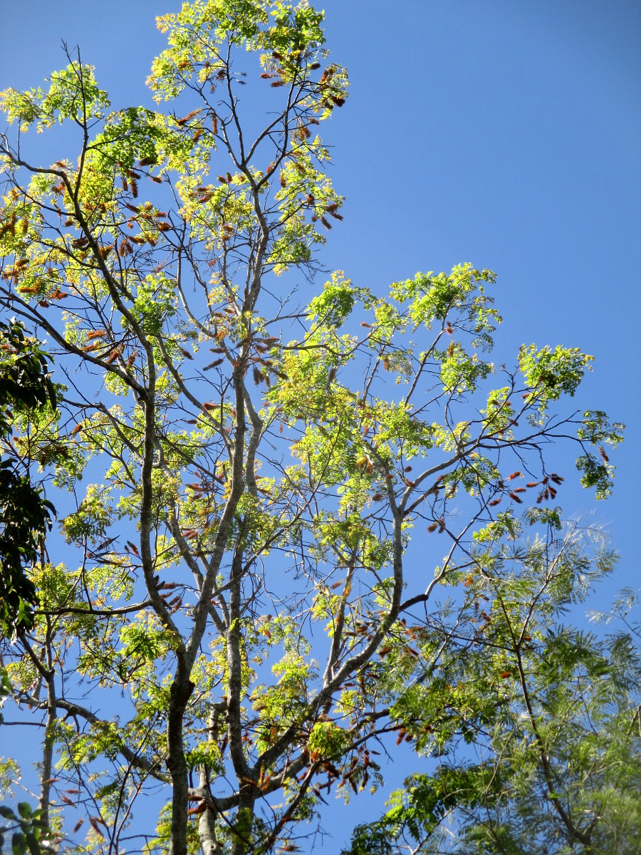 Image of Acrocarpus fraxinifolius specimen.