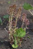 Petasites hybridus