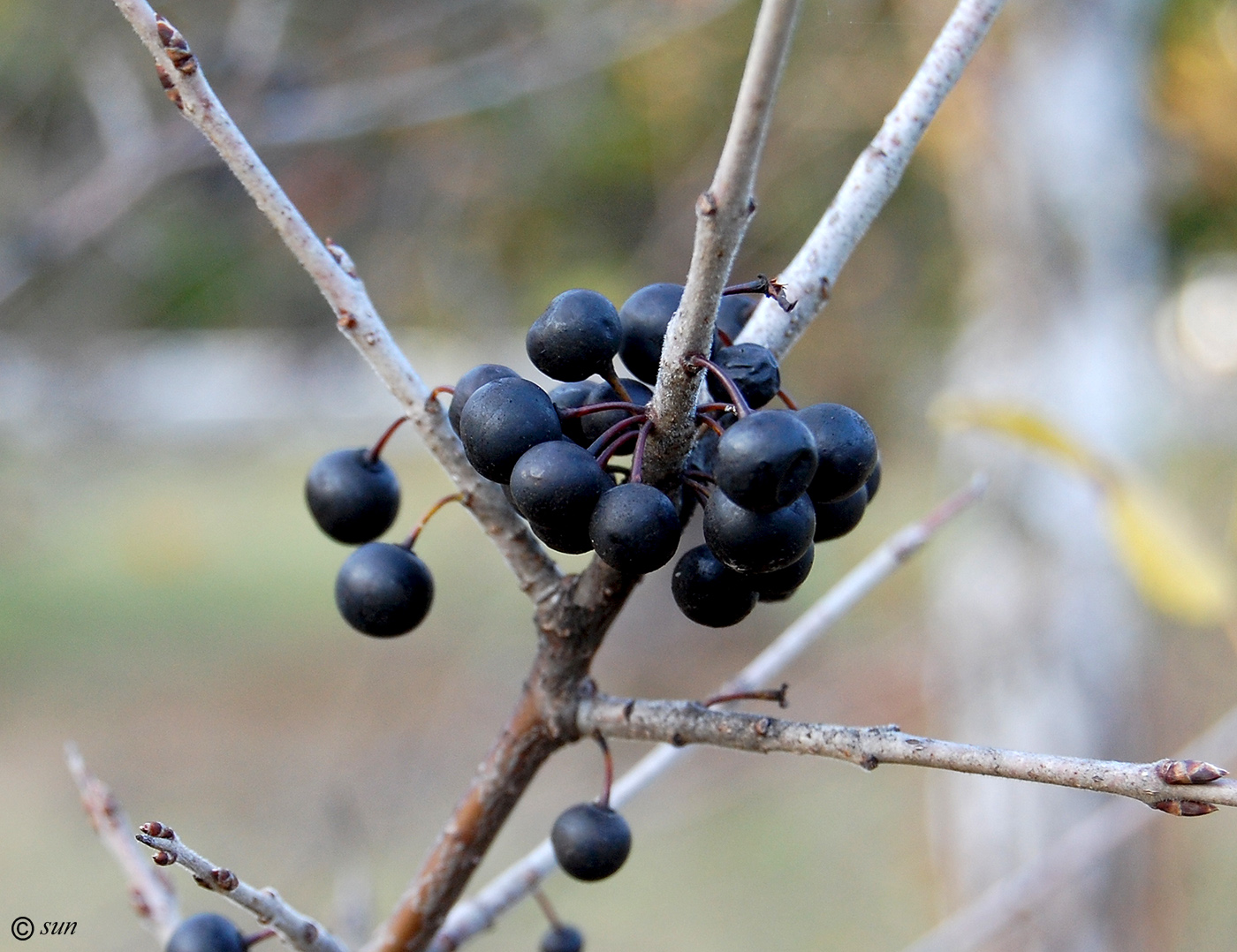 Image of Rhamnus cathartica specimen.