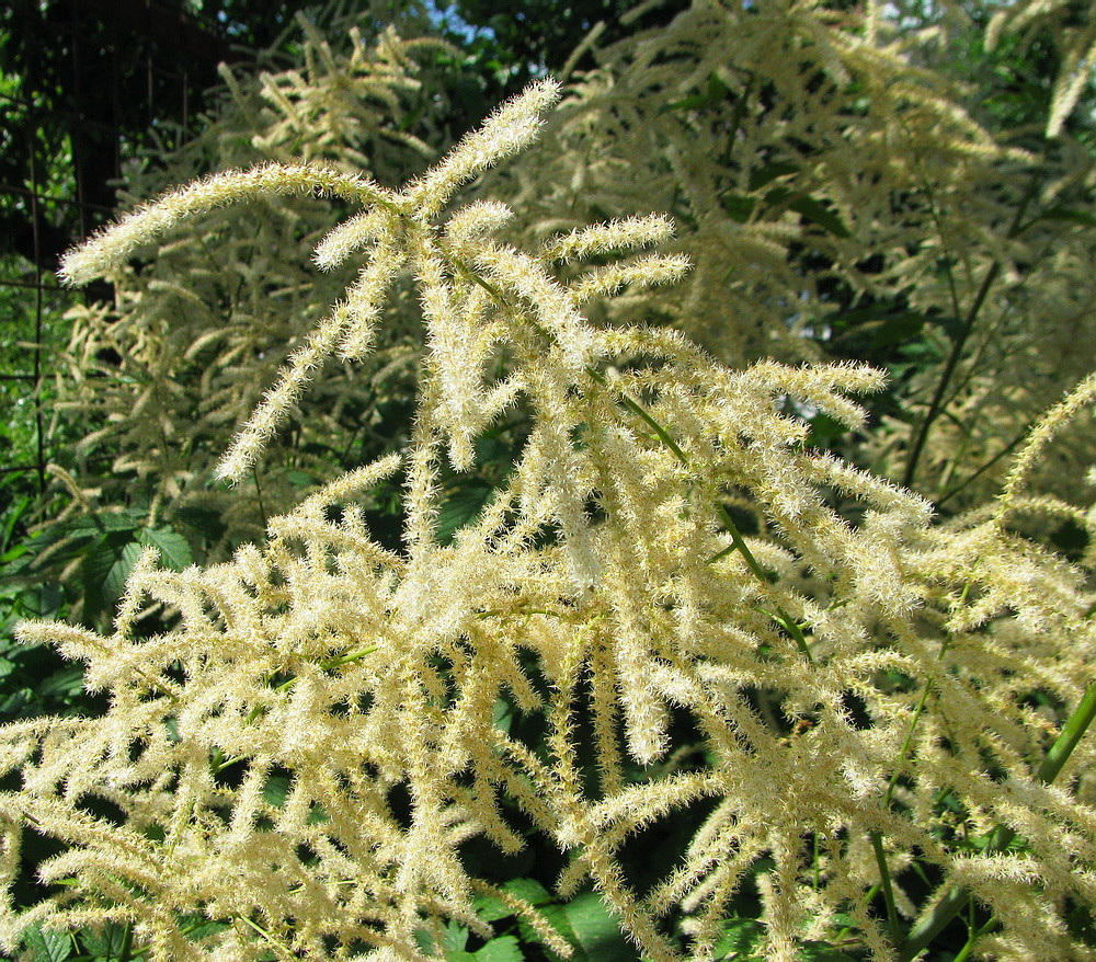 Изображение особи Aruncus dioicus.