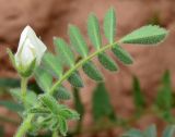 Cicer arietinum