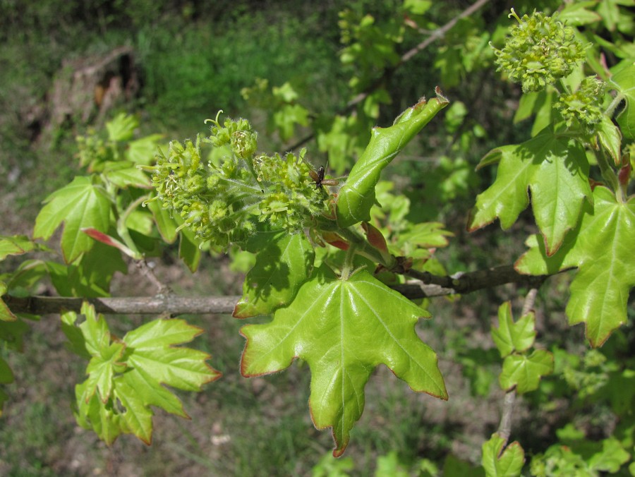 Изображение особи Acer campestre.