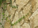 Dolichandra unguis-cati. Побеги на подпорной стене. Израиль, Шарон, г. Герцлия, в культуре. 24.05.2015.