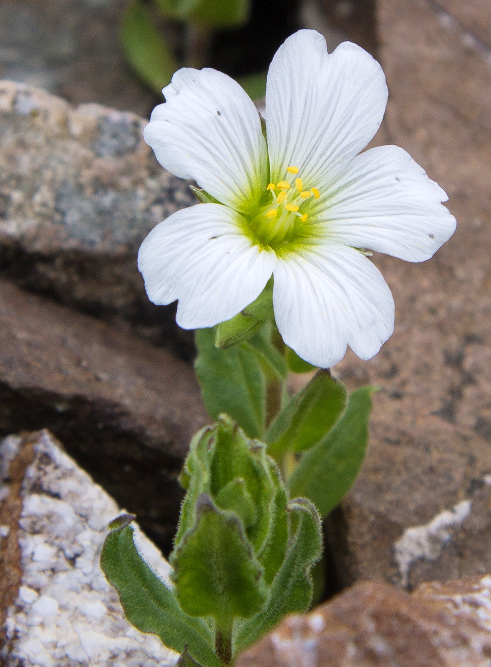 Изображение особи Cerastium undulatifolium.