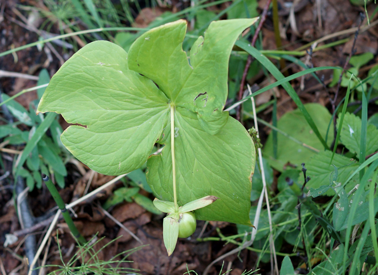 Image of Trillium camschatcense specimen.