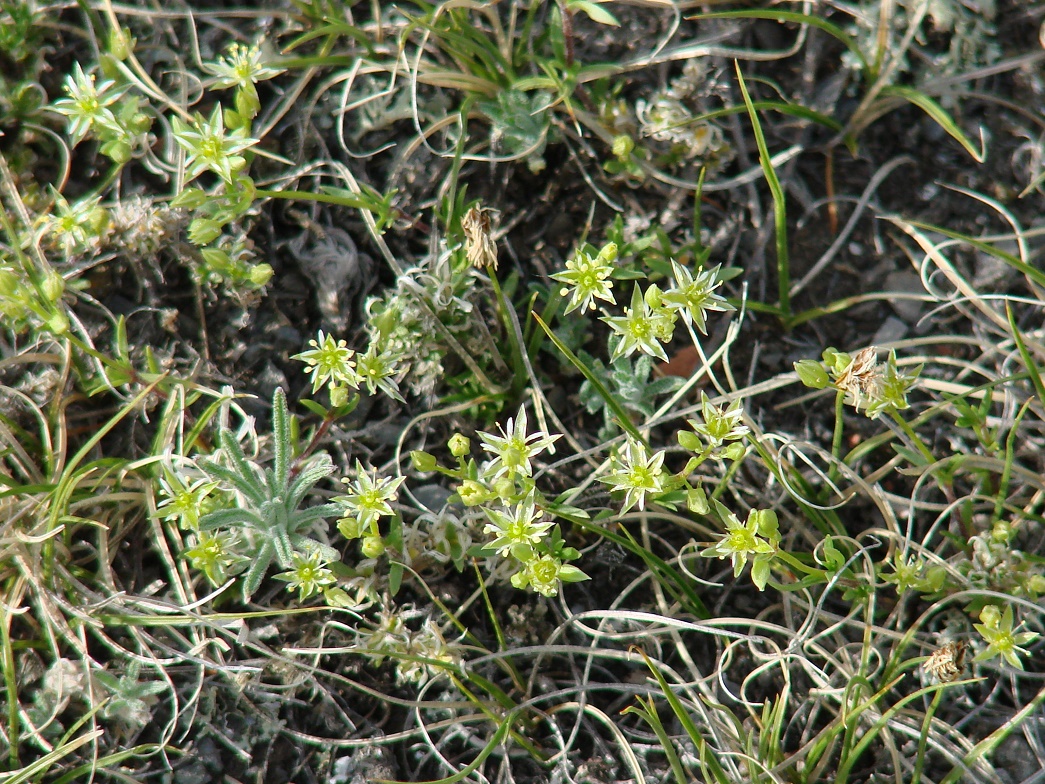 Image of Adenonema cherleriae specimen.