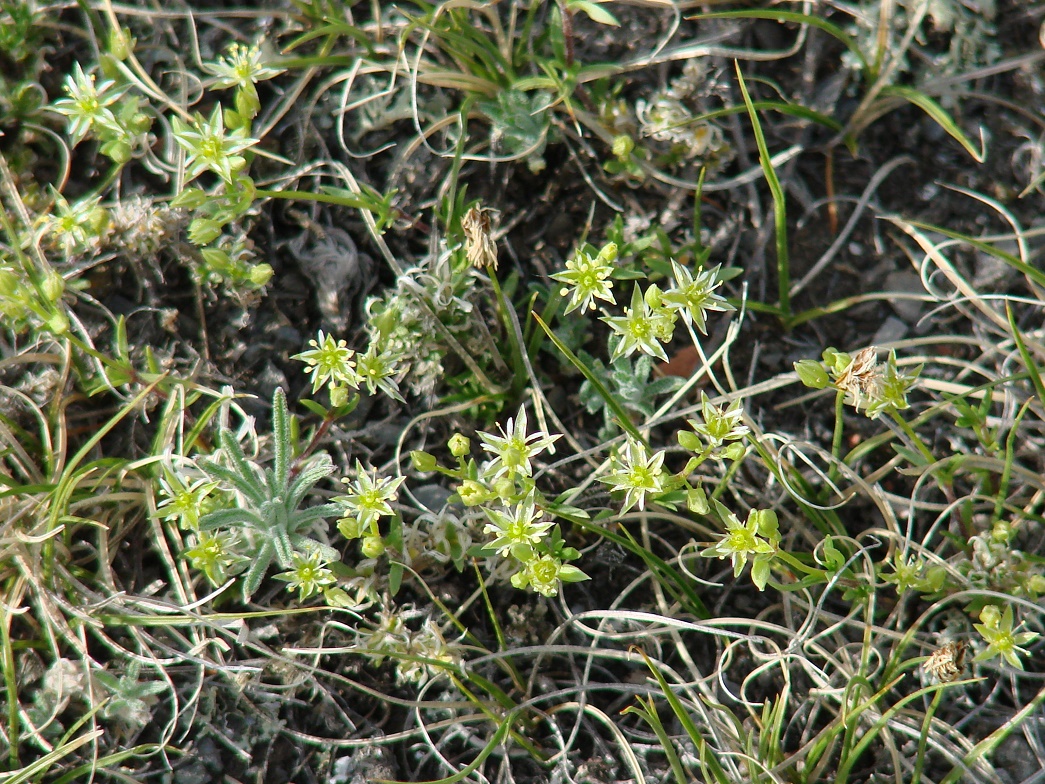 Изображение особи Adenonema cherleriae.