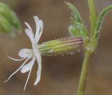 Silene dichotoma