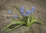 Scilla siberica. Цветущее растение. Пермский край, г. Пермь, Свердловский р-н, кладбище \"Южное\", обочина асфальтовой дорожки, \"убежало\" в культуре(?). 20.05.2017.