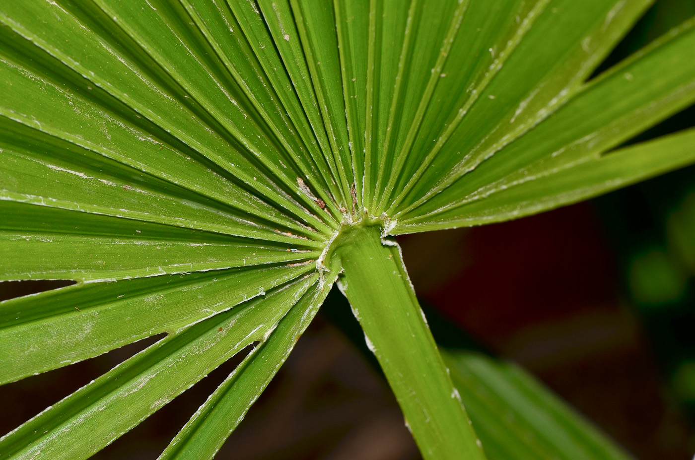 Image of Chamaerops humilis specimen.