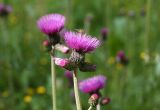 Cirsium rivulare. Соцветия с отдыхающей мухой. Чехия, Оломоуцкий край, природный заповедник Jeseníky, сырая луговина вдоль дороги. 15.06.2017.