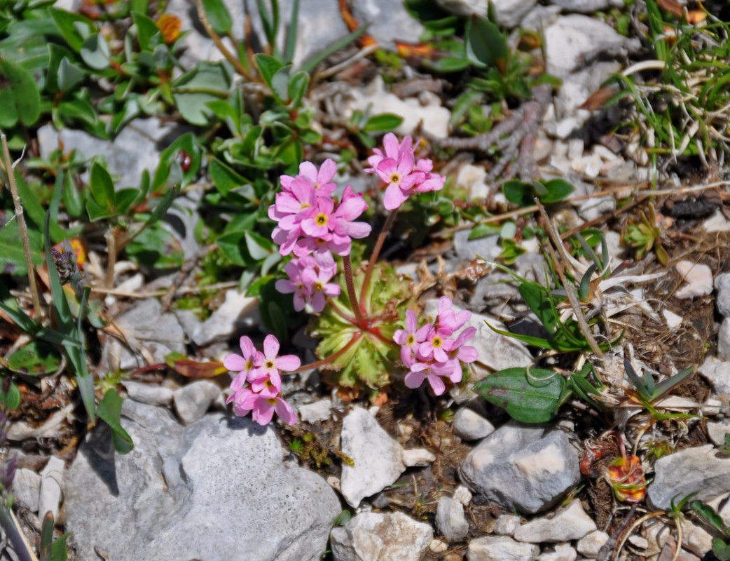 Image of Androsace albana specimen.