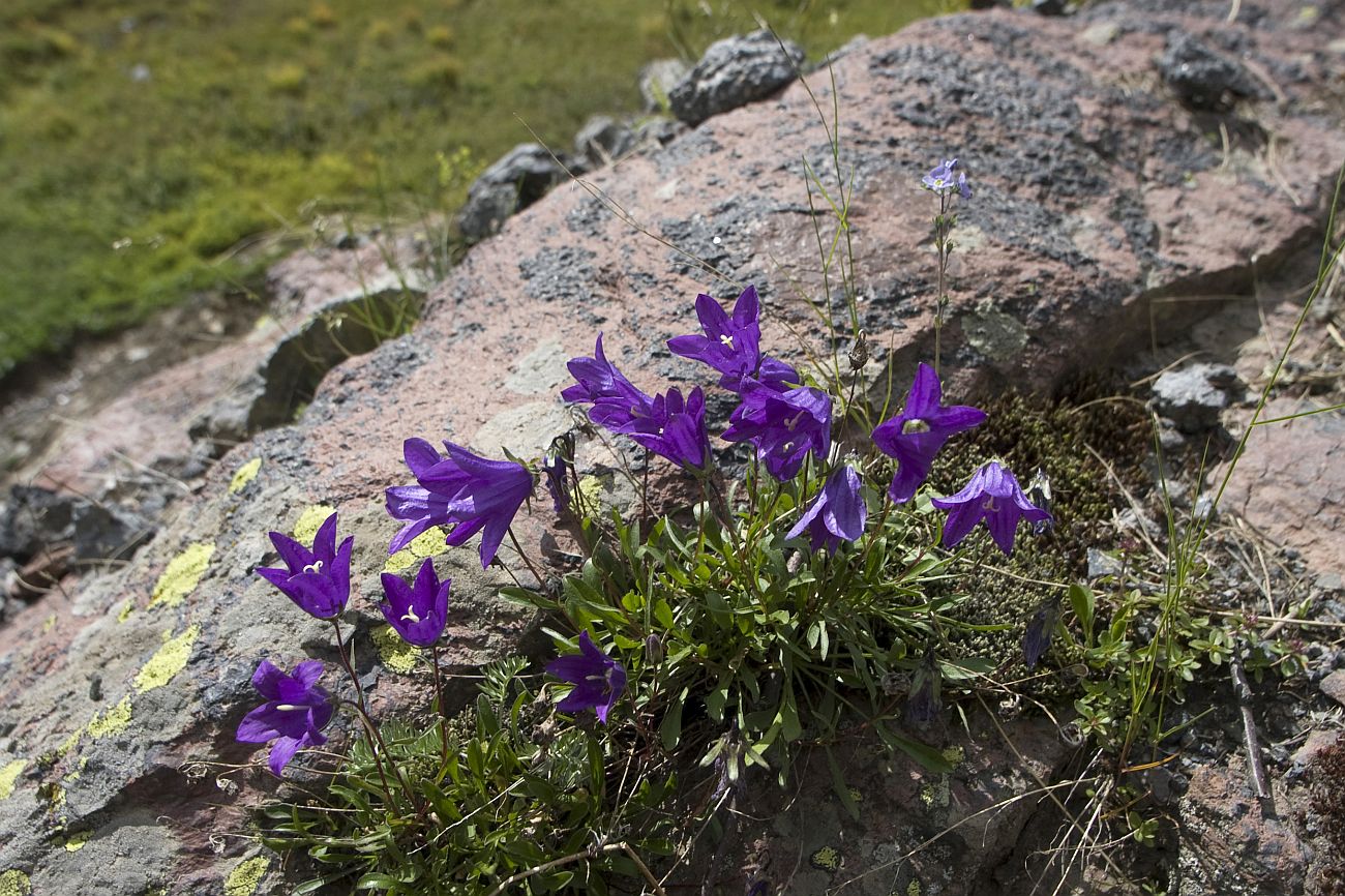 Изображение особи Campanula aucheri.