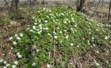 Anemone amurensis ssp. kamtschatica