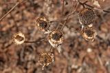 Pyrethrum corymbosum