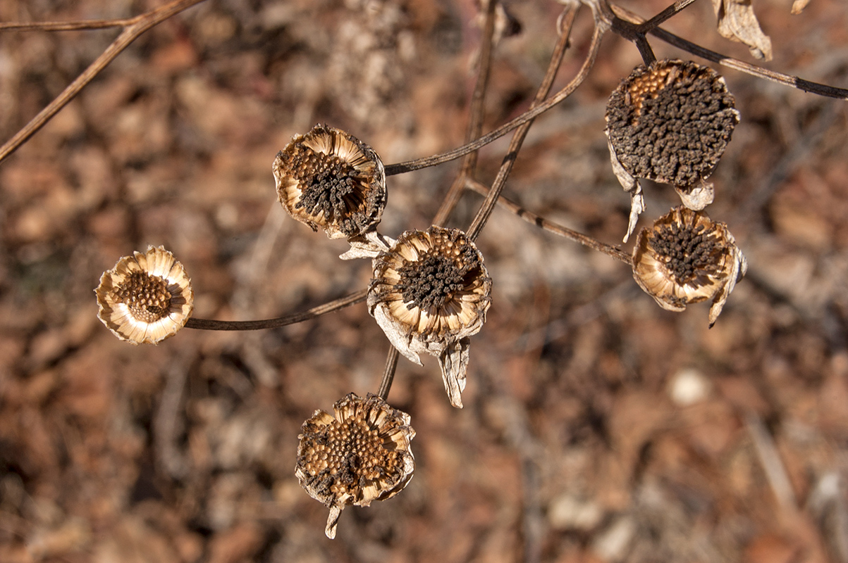 Изображение особи Pyrethrum corymbosum.