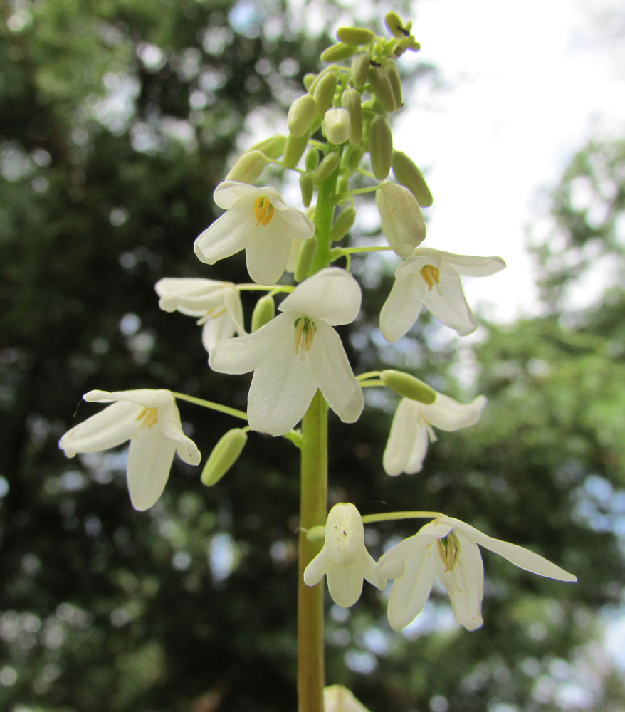 Изображение особи Pteridophyllum racemosum.