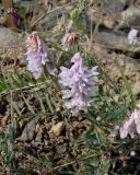 Vicia cracca. Побеги с соцветиями. Якутия, Мирнинский р-н, окр. пос. Светлый, на насыпном грунте. 21.06.2009.