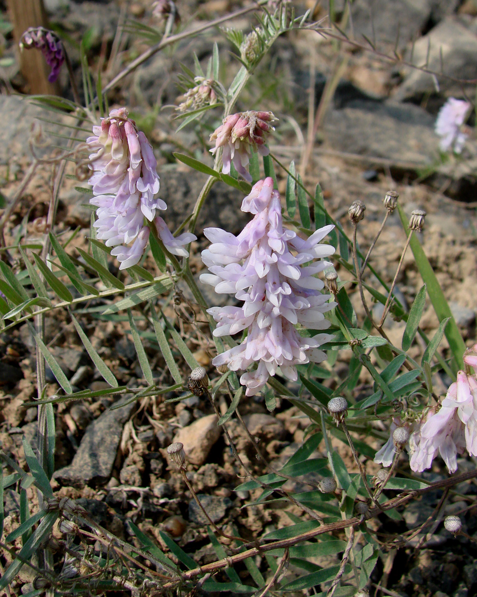 Image of Vicia cracca specimen.