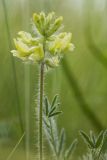 Oxytropis pilosa. Верхушка растения с соцветием. Ростовская обл., Сальский р-н, окр. пос. Тальники, склон степной балки. 16.05.2018.