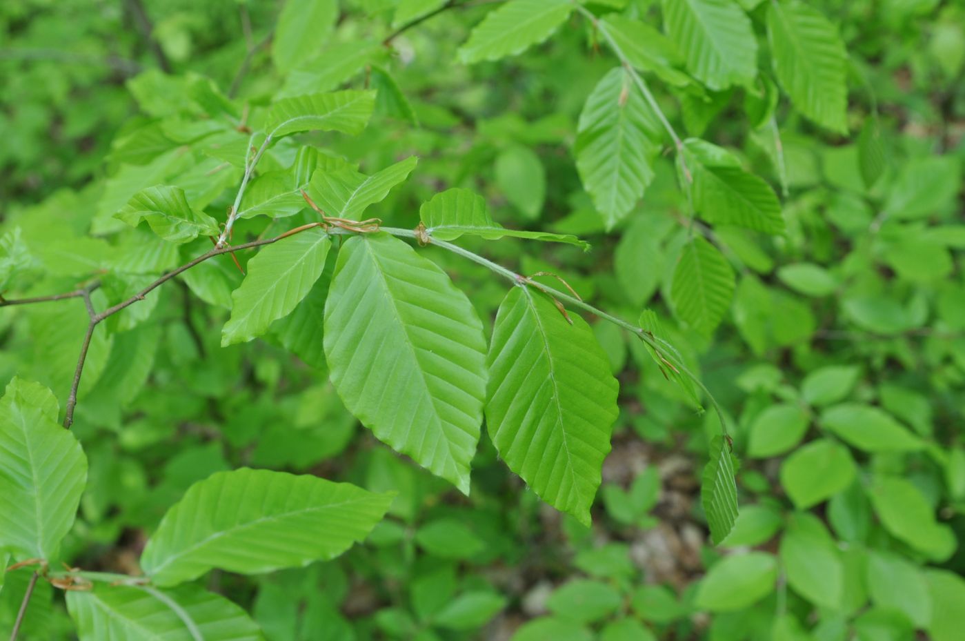 Изображение особи Fagus orientalis.