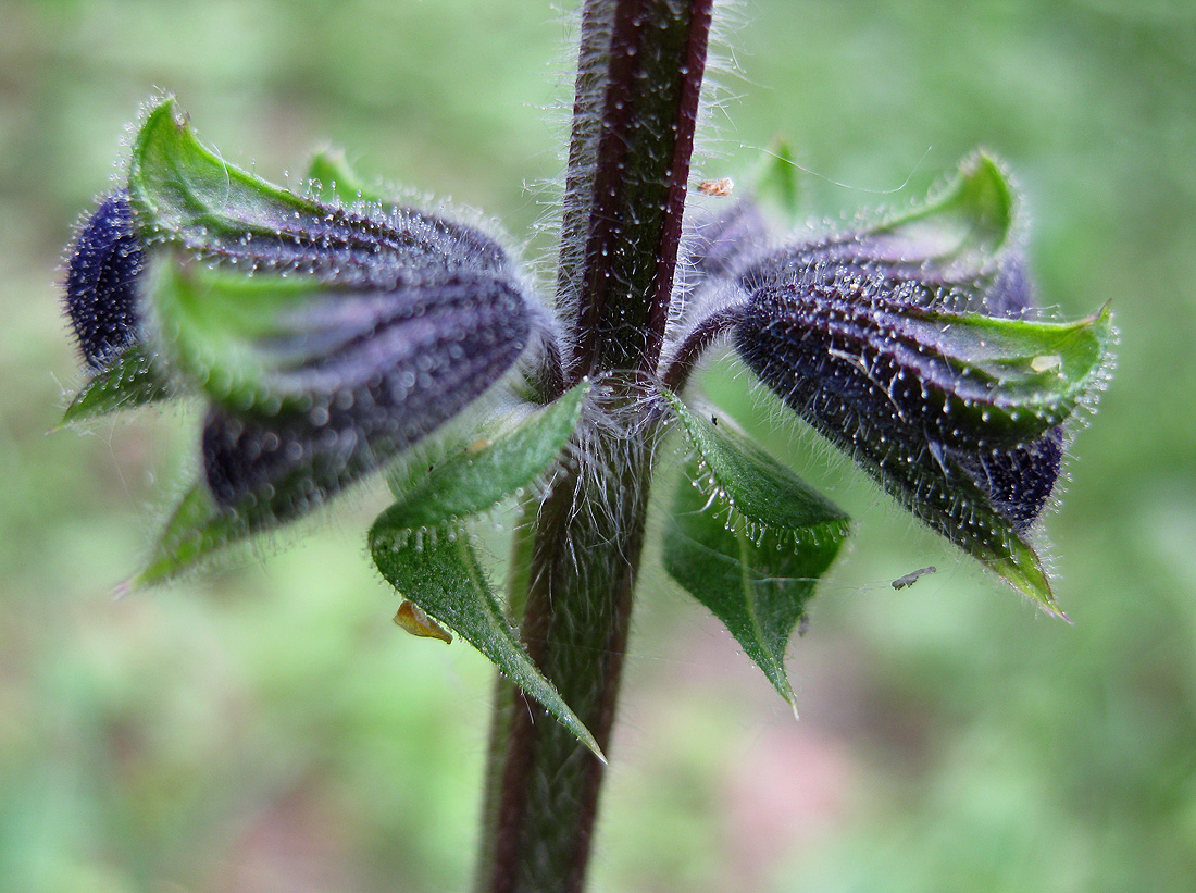Изображение особи Salvia pratensis.