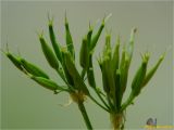 Chaerophyllum hirsutum. Соплодия. Украина, Ивано-Франковская обл., Болеховский горсовет, Поляницкий сельсовет, Поляницкий региональный ландшафтный парк, буковый лес. 10.06.2018.