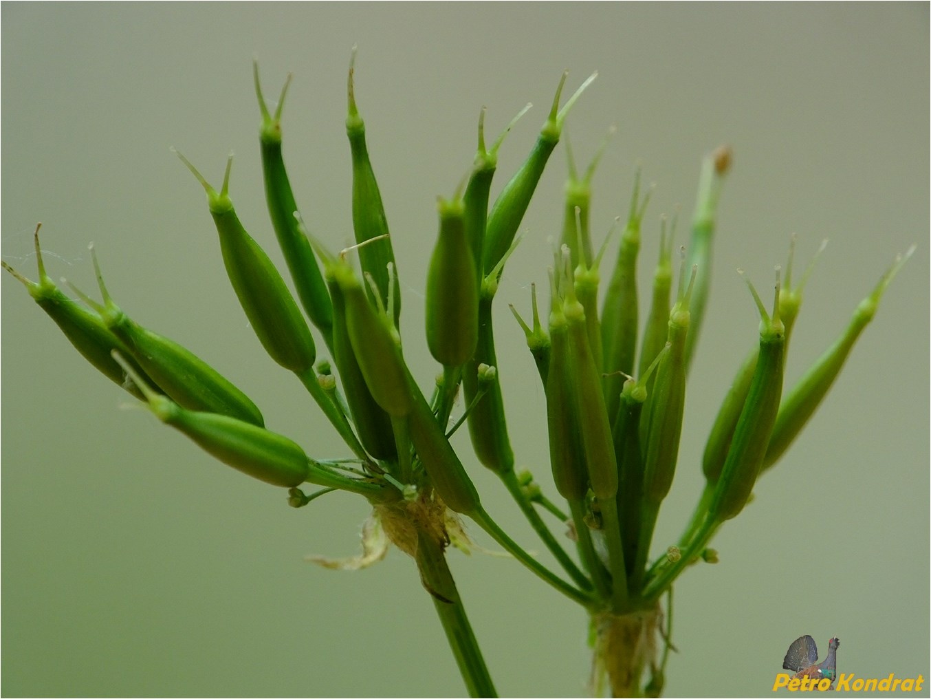 Изображение особи Chaerophyllum hirsutum.