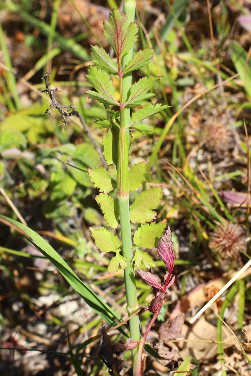 Изображение особи Pimpinella peregrina.