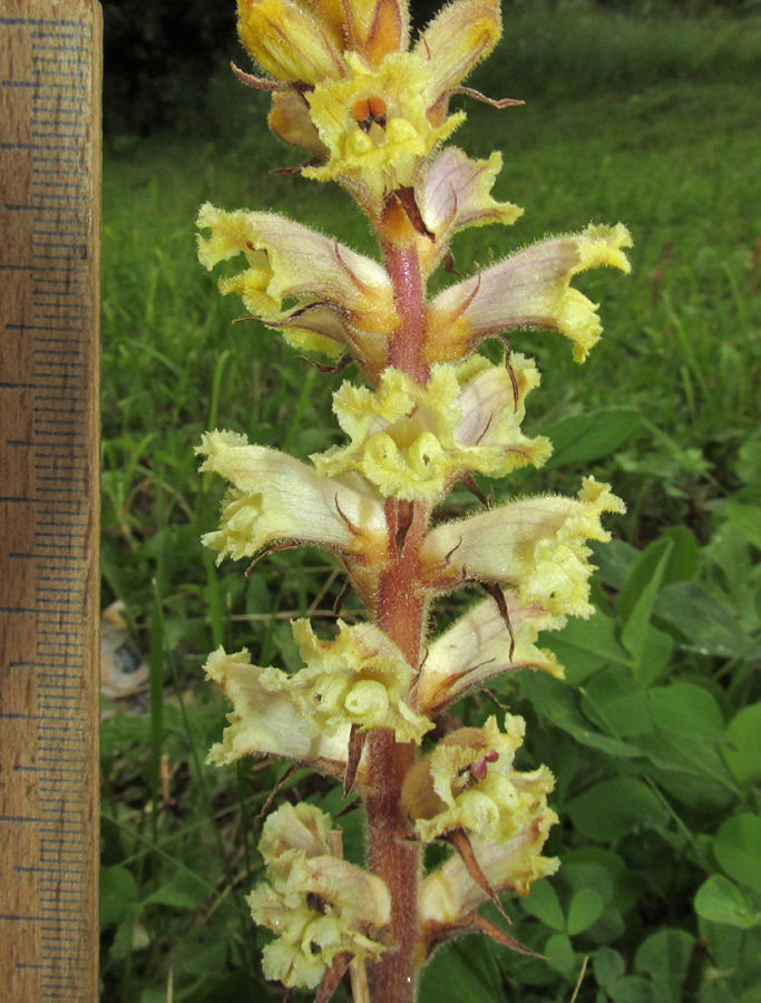 Изображение особи Orobanche lutea.