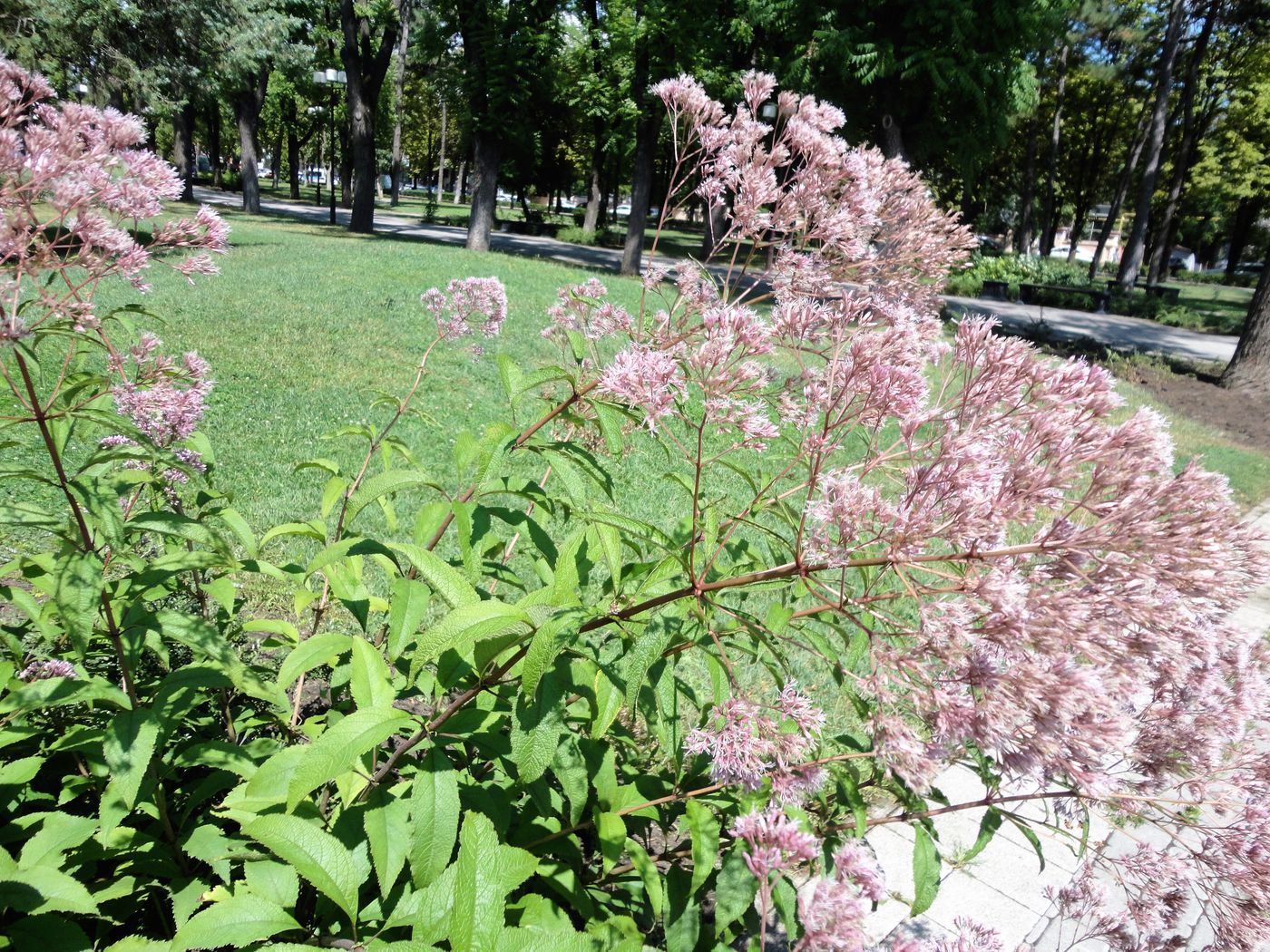 Image of genus Eupatorium specimen.