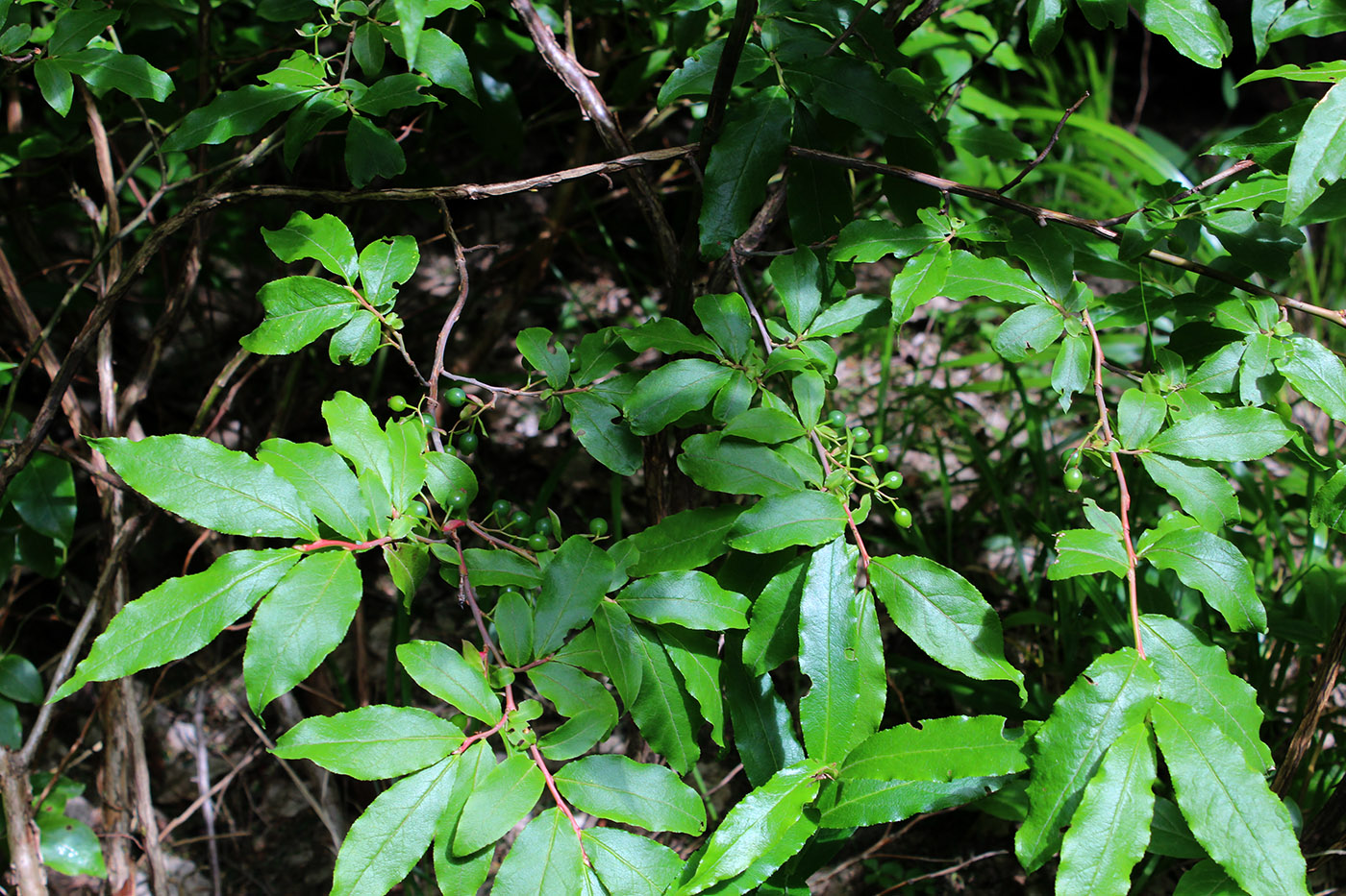 Image of Vaccinium arctostaphylos specimen.