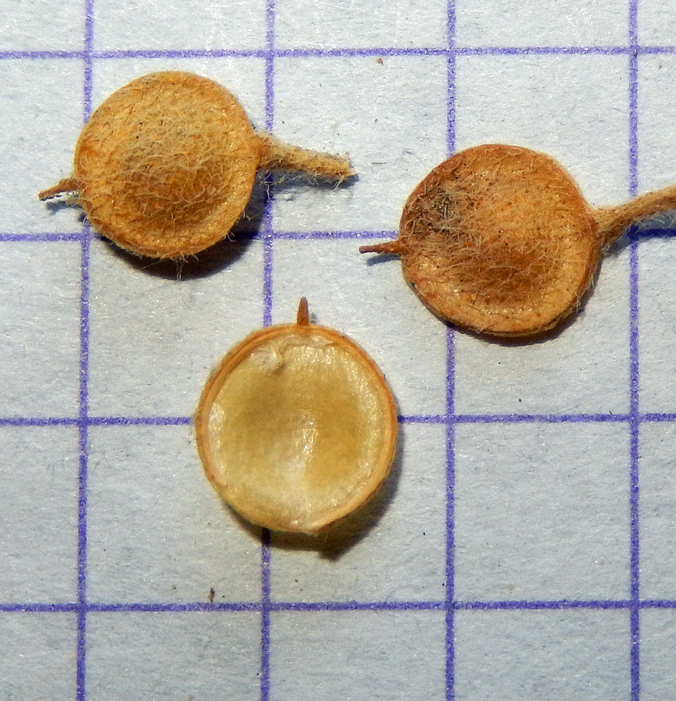 Image of Alyssum hirsutum specimen.