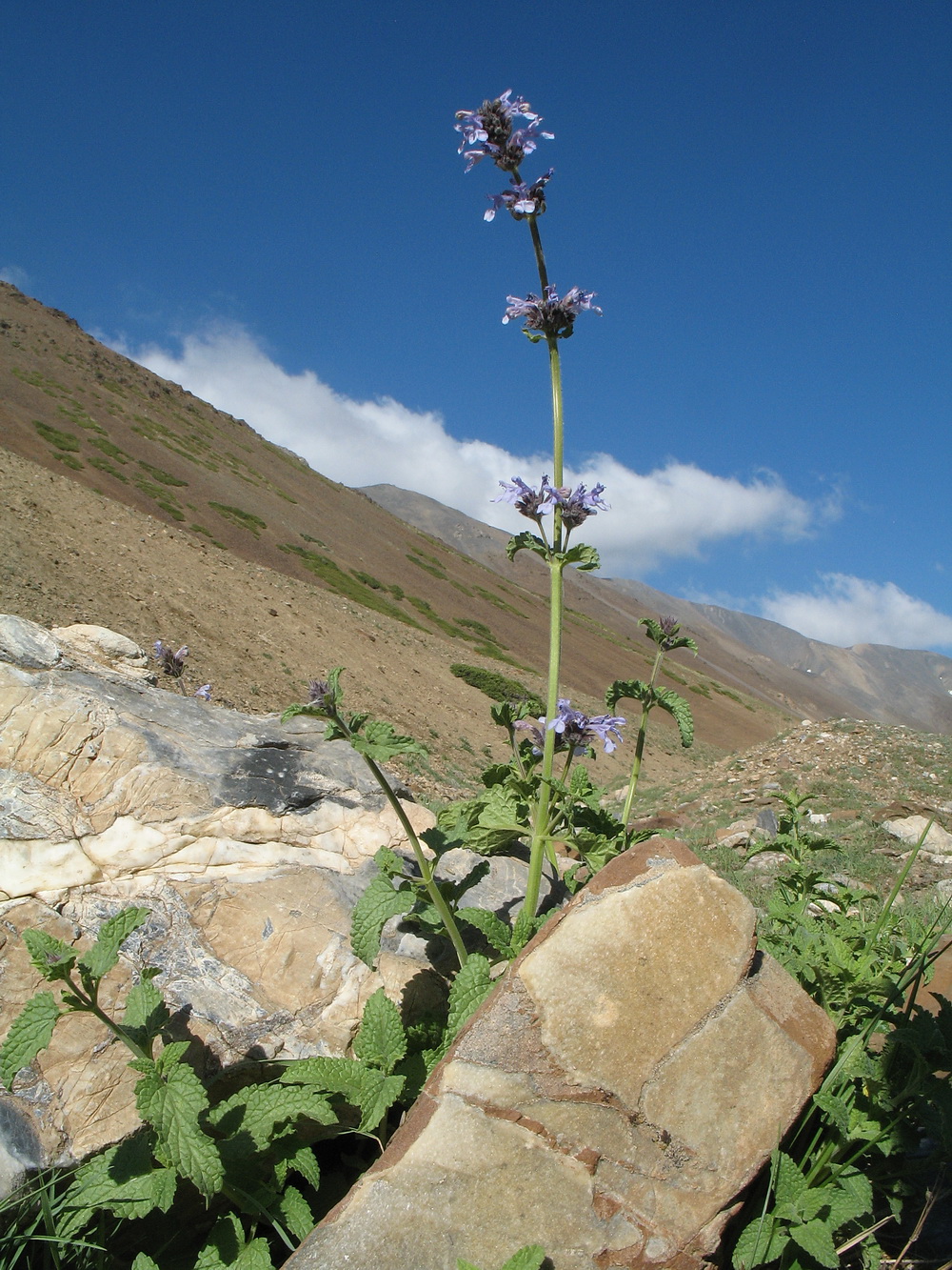 Image of Nepeta bucharica specimen.