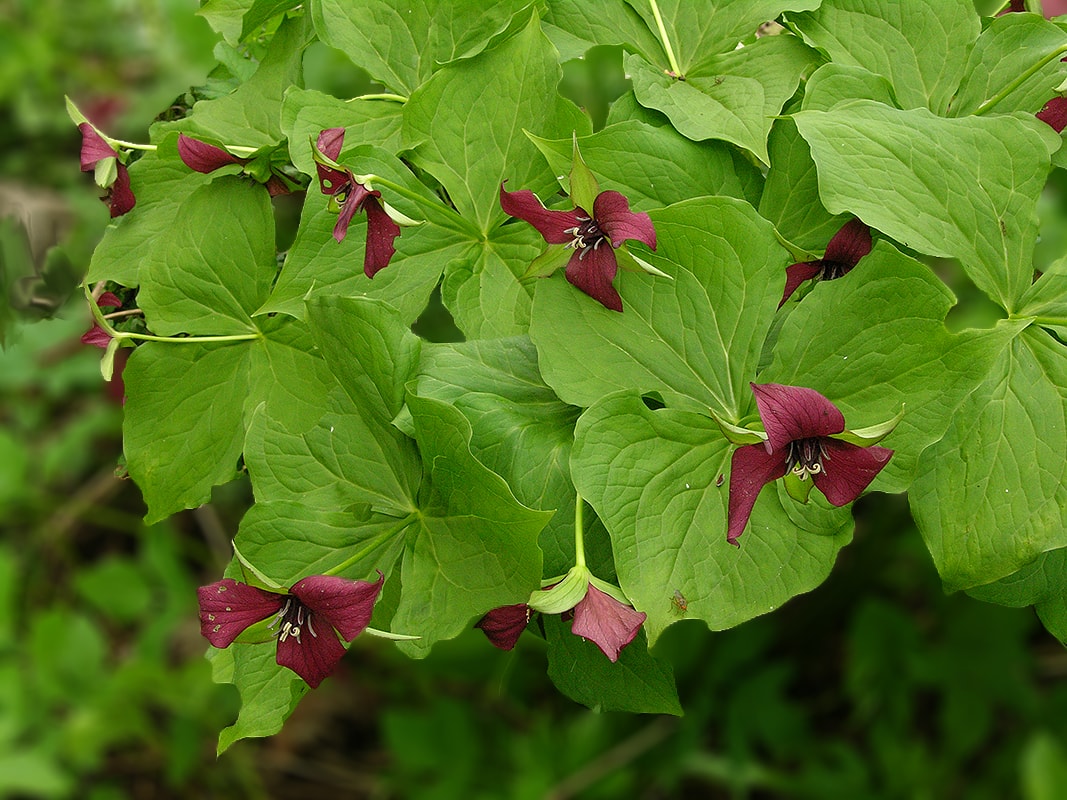 Изображение особи Trillium erectum.