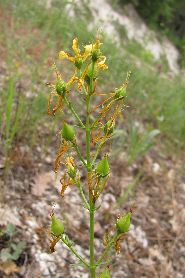 Image of Hypericum elongatum specimen.