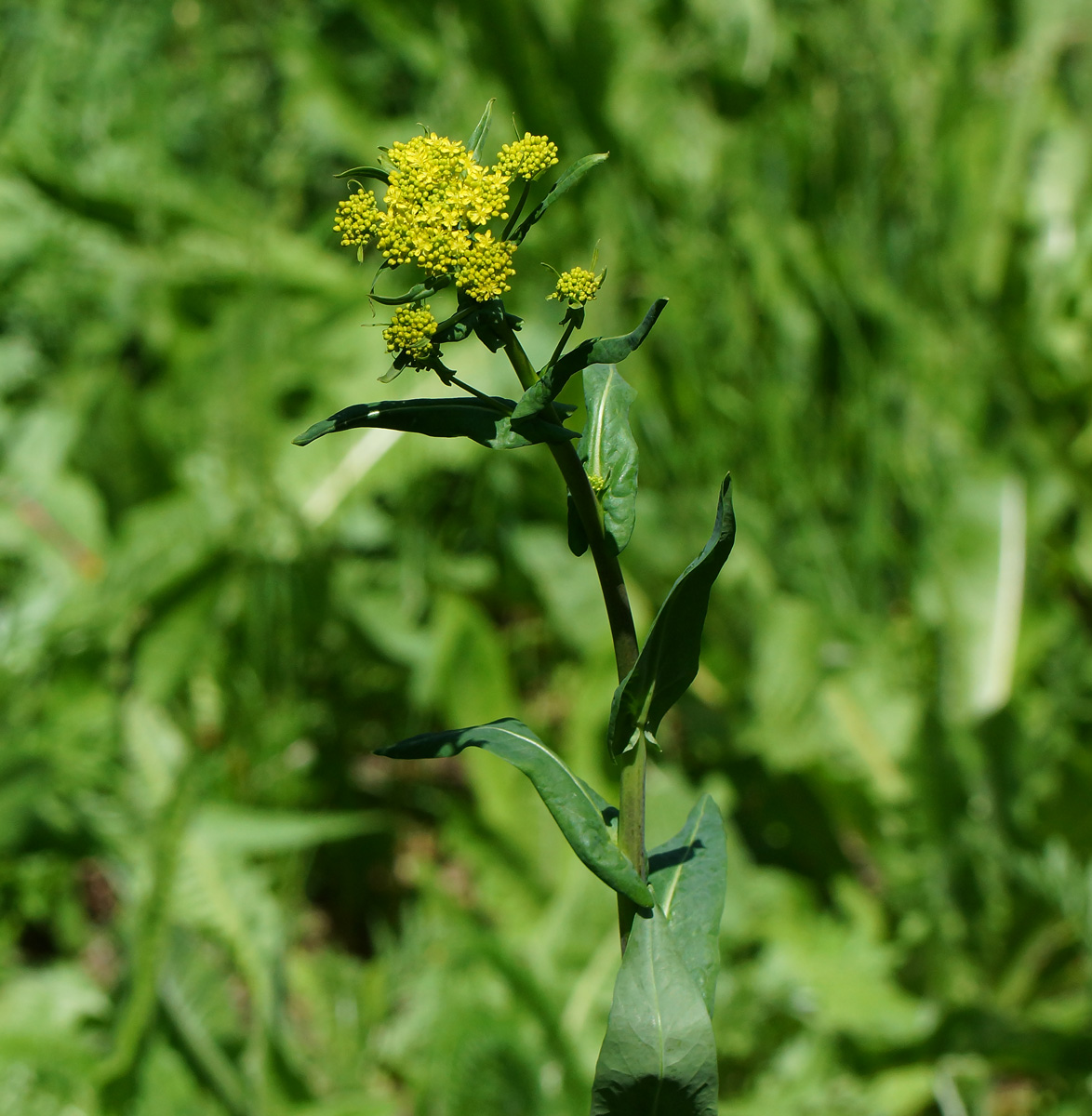 Image of Isatis costata specimen.