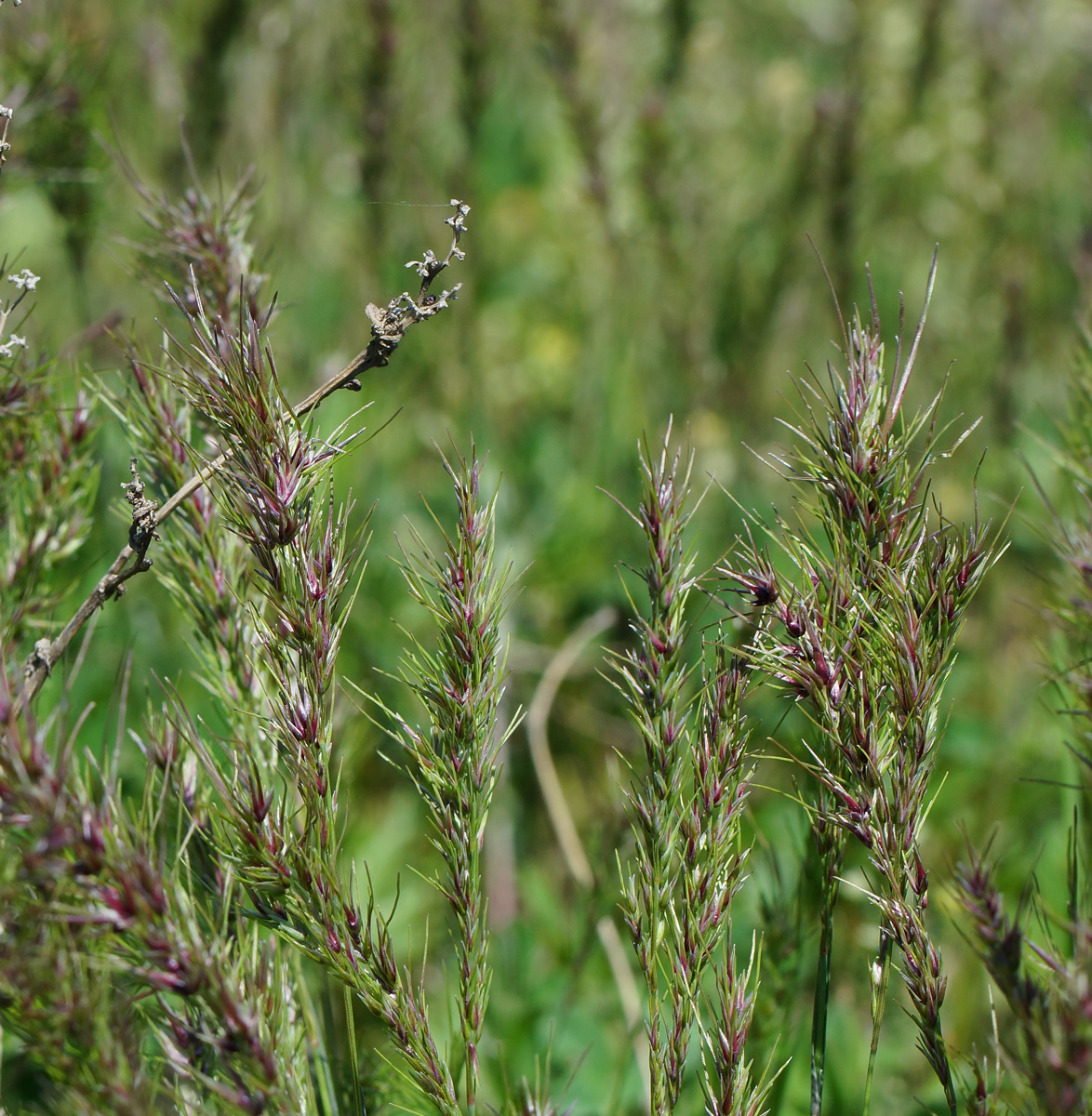 Изображение особи Poa bulbosa ssp. vivipara.