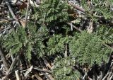 Asteraceae