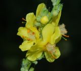 род Verbascum. Часть соцветия. Черногория, муниципалитет Цетине, обочина старой дороги Цетине - Котор. Июль 2018 г.