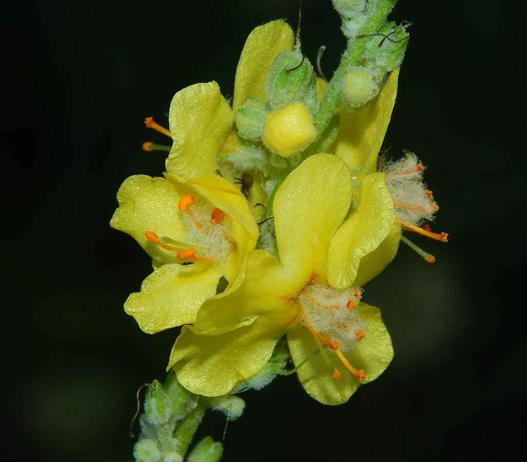 Изображение особи род Verbascum.