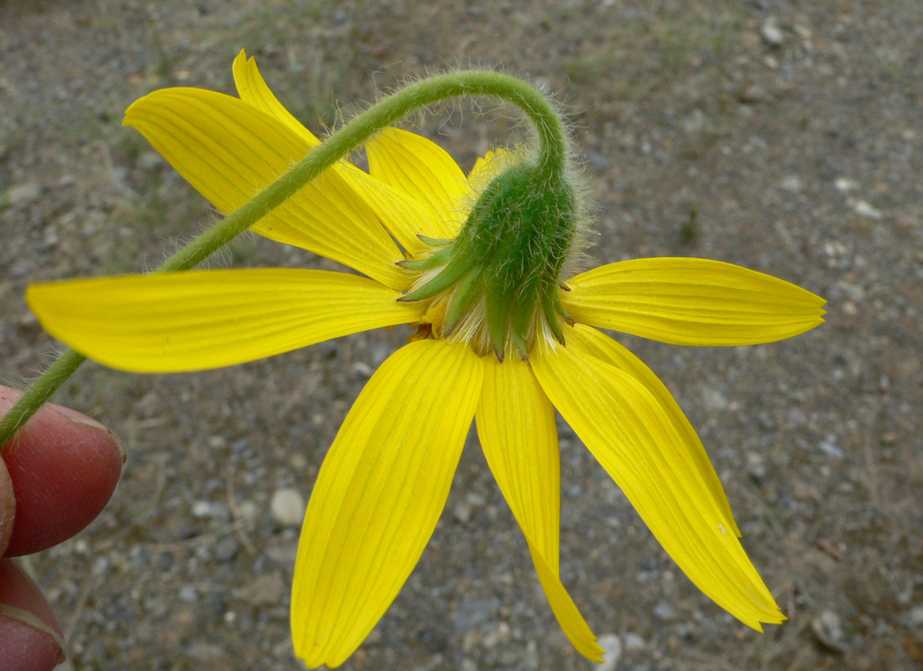 Изображение особи Arnica iljinii.