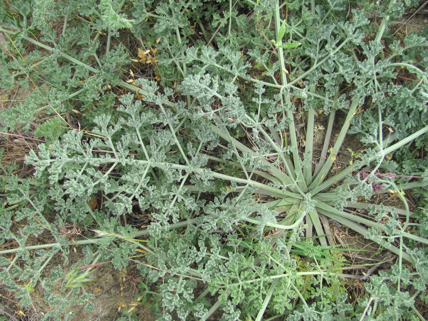 Image of Zosima absinthifolia specimen.
