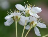 Cerasus vulgaris. Цветки. Новосибирск, в культуре. 03.06.2010.