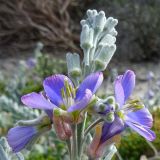 Heliophila cinerea